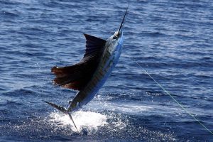 pesca en los cabos