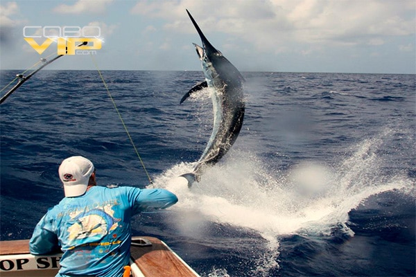 Renta de Yates para Pesca Deportiva en Cabo San Lucas