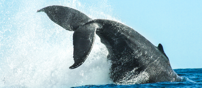 Avistamiento de Ballenas en Los Cabos San Lucas 2018